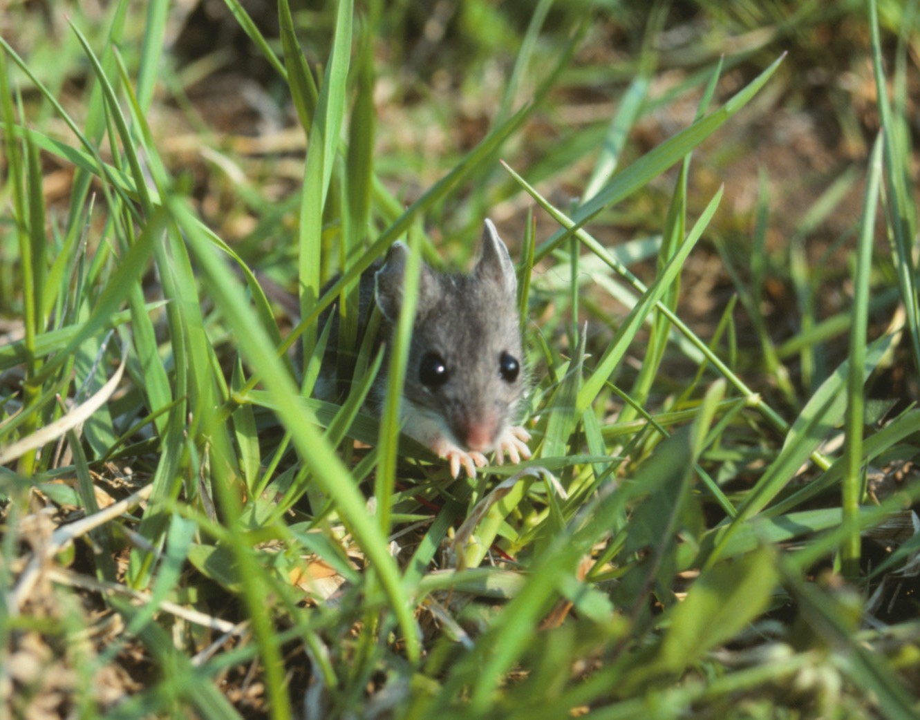 Nature Randy Mouse School Programs – Dan the Nature Man