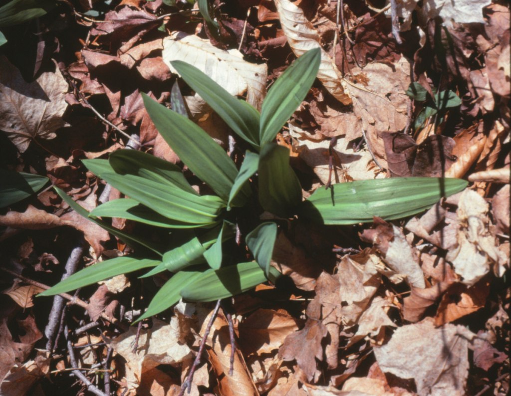 Wild Leeks
