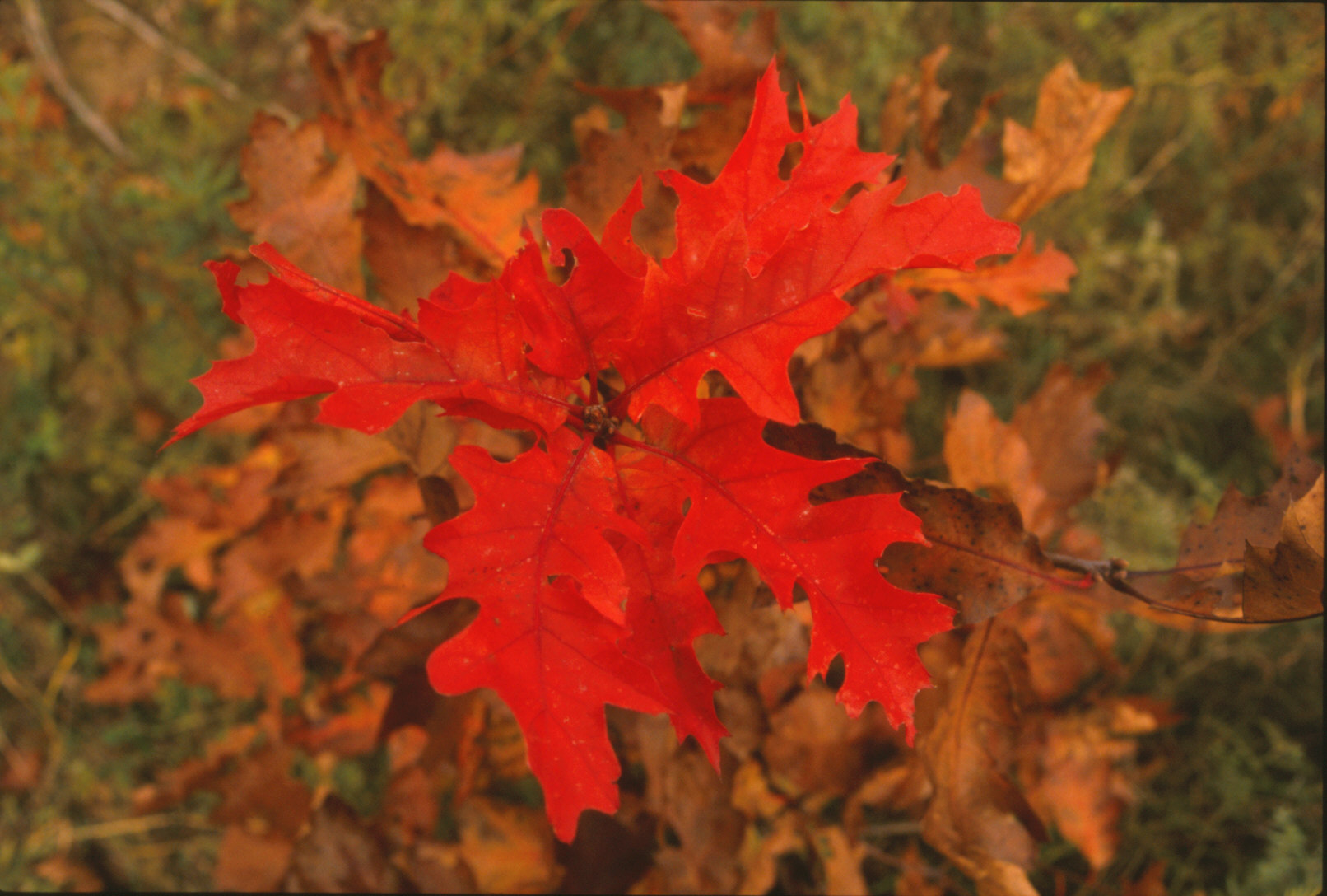 The Science and Beauty of Fall Colours – Dan the Nature Man