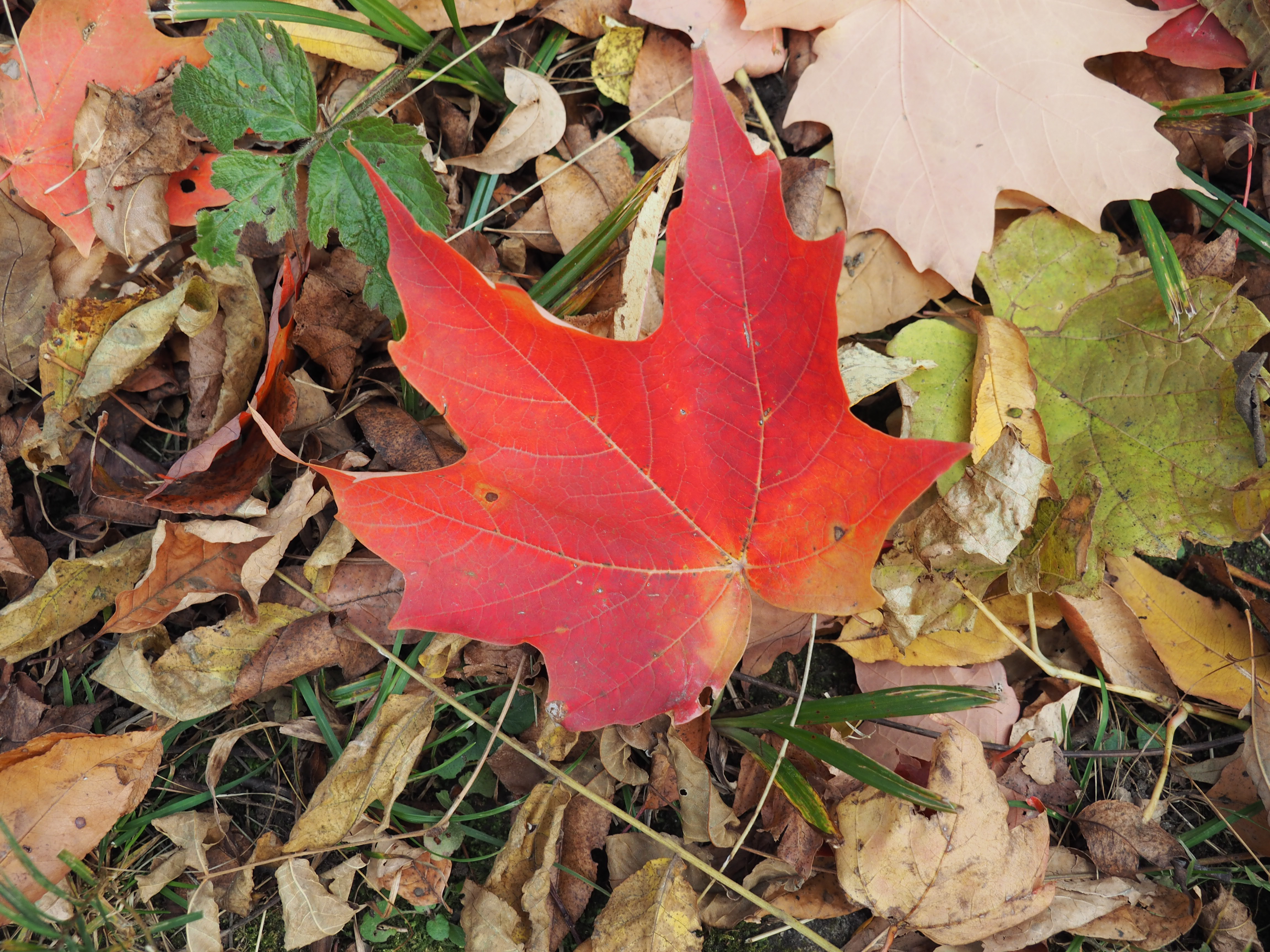 The Science and Beauty of Fall Colours – Dan the Nature Man